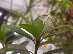 Palpita quadristigmalis