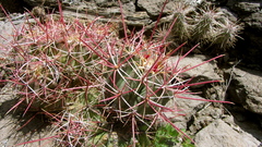 Ferocactus emoryi rectispinus