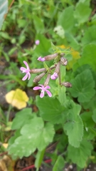Silene fuscata