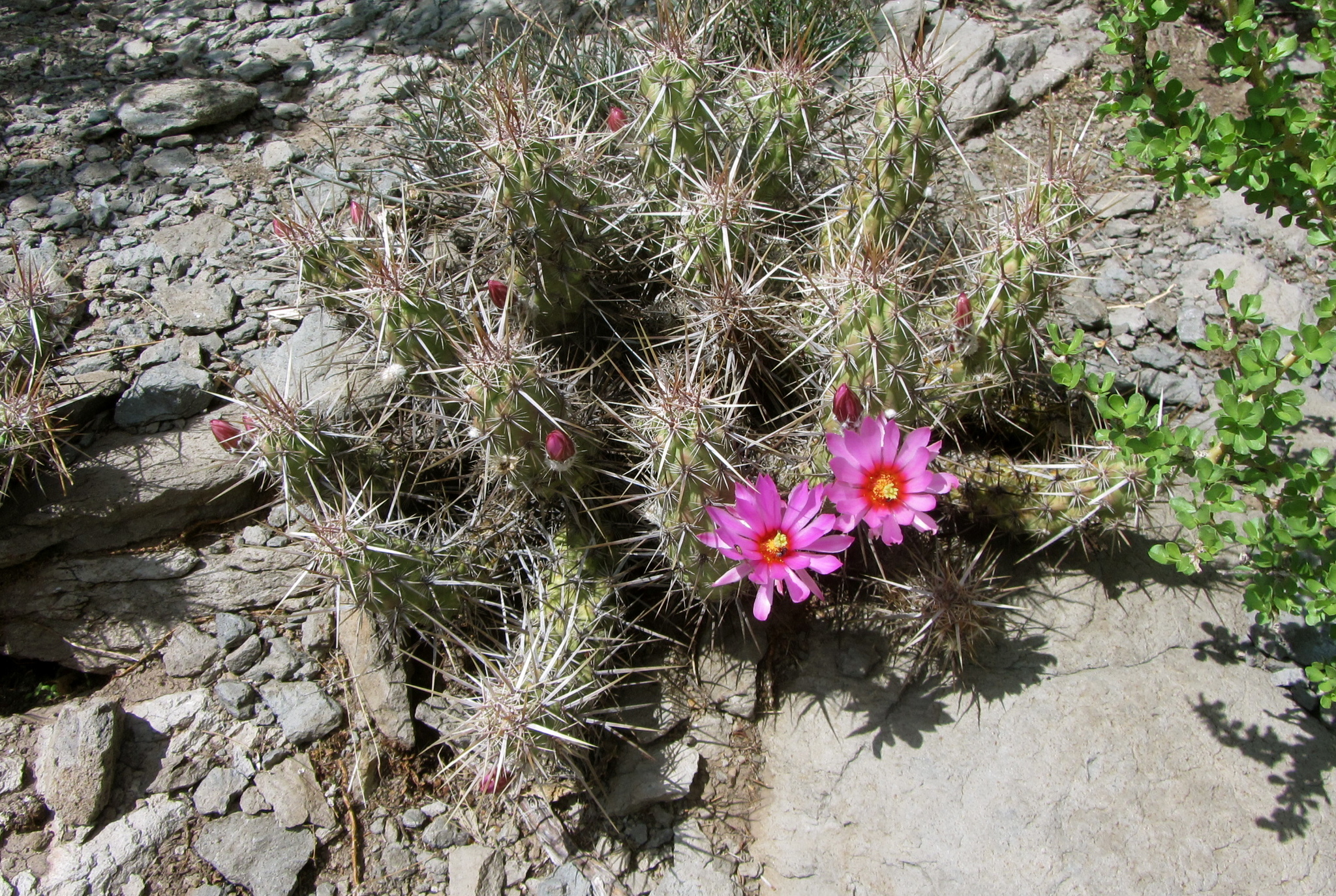 Brandegee's Hedgehog Cactus (Echinocereus brandegeei)  iNaturalist