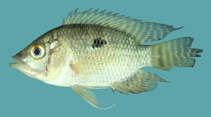 Chaetobranchus
