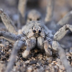 Portacosa cinerea