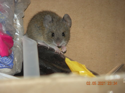 Black-footed Colilargo