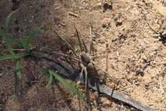 Portacosa cinerea