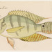Chaetobranchus semifasciatus - Photo (c) Ernst Mayr Library, some rights reserved (CC BY-NC-SA)