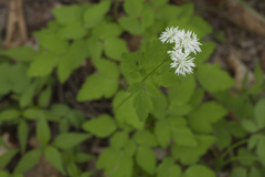 Thalictrum tuberiferum