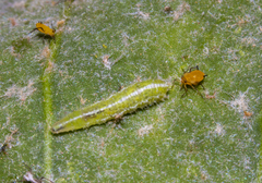 Papilionoidea