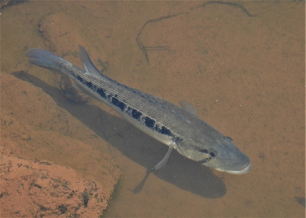 Tesay Biglip Pike Cichlid