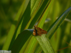 Nyctelius nyctelius