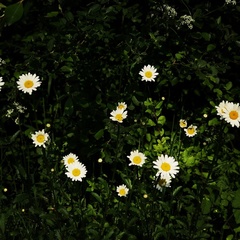 Leucanthemum vulgare
