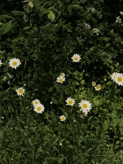 Leucanthemum vulgare