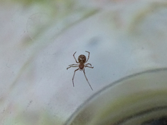 Steatoda triangulosa