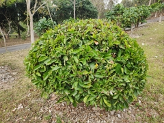 Ficus vasculosa