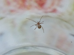 Steatoda triangulosa