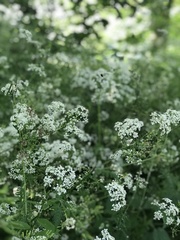 Anthriscus sylvestris