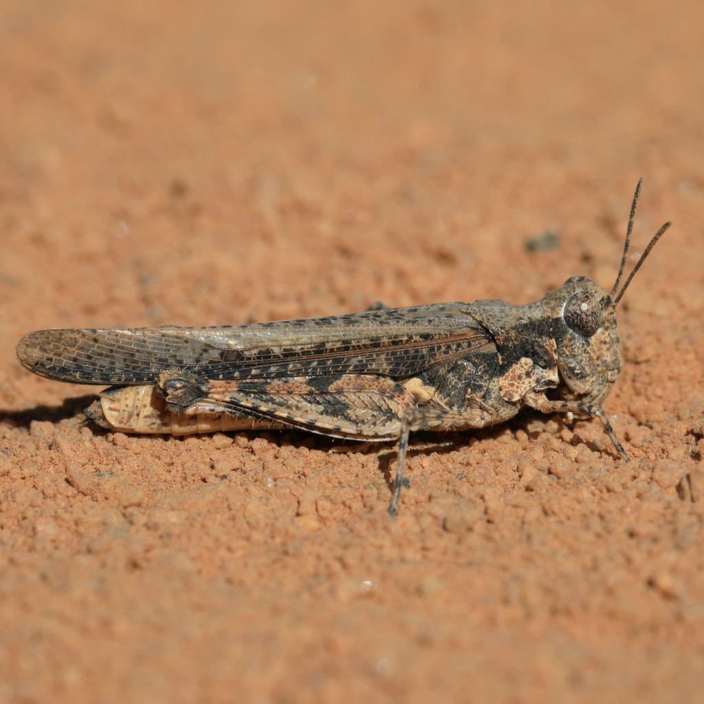 Common Bandwing
