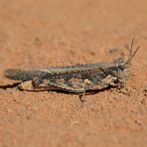 Common Bandwing