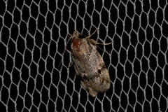 Barea basigramma