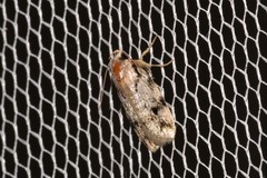 Barea basigramma
