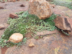 Mossia intervallaris