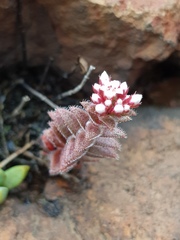 Crassula setulosa setulosa