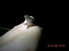 Pseudopaludicola falcipes