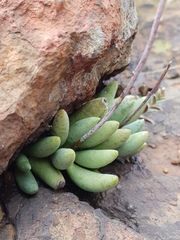 Adromischus umbraticola