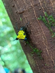 Actinacantha globulata