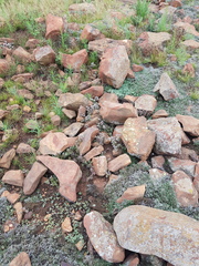 Crassula setulosa setulosa