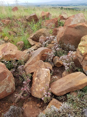 Crassula setulosa setulosa