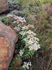 Crassula setulosa setulosa
