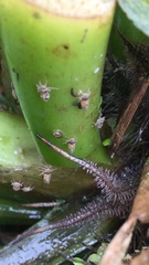 Megamelus scutellaris