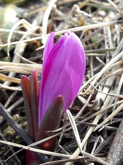 Colchicum bulbocodium