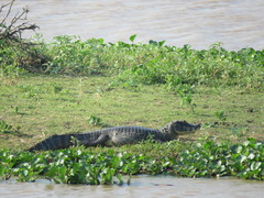 Caiman yacare