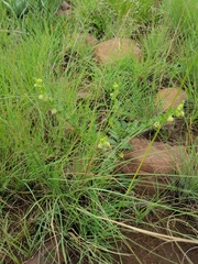 Hermannia grandistipula