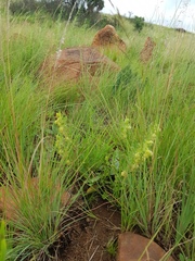 Hermannia grandistipula
