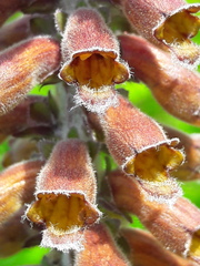 Digitalis parviflora