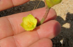 Zephyranthes longifolia