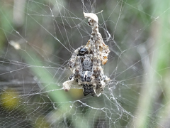 Cyrtophora citricola