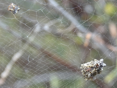 Cyrtophora citricola