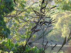 Light-Vented Bulbul