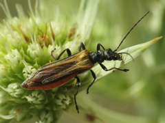 Oedemera simplex