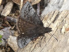Erynnis icelus image