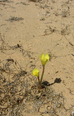 Zephyranthes longifolia