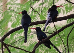 Phoeniculus purpureus angolensis