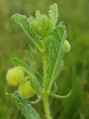 Hermannia grandistipula