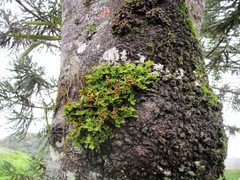 Ricasolia quercizans