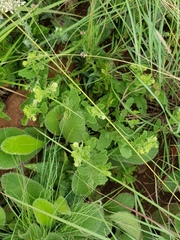 Hermannia grandistipula