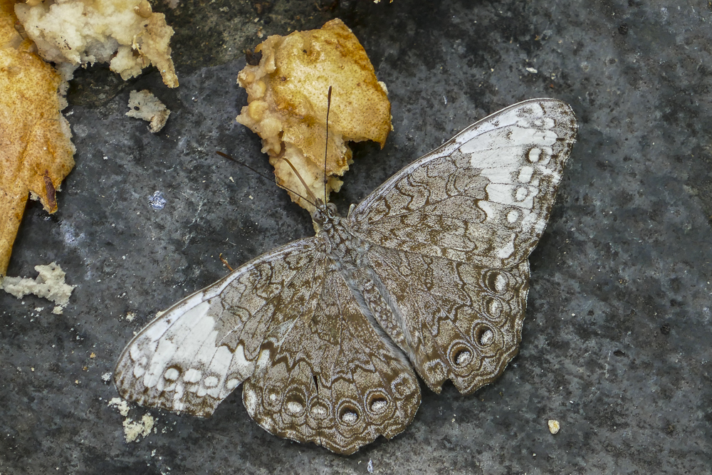 Glaucous Cracker