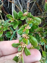 Alternanthera maritima